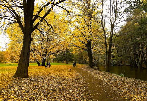 autumn trees leaves yellow oslo norway pathway akerselva