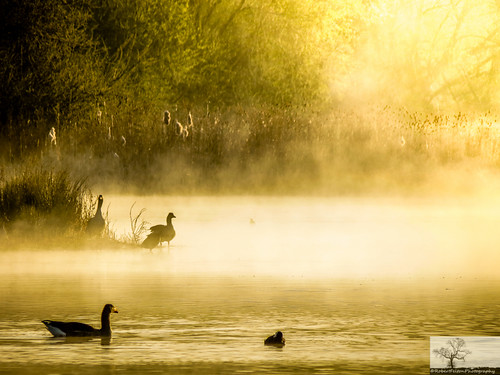 sky sun mist lake fog sunrise bedford lakes bedfordshire felton waterbirds 100acre robertfelton bedfordrivervalleypark