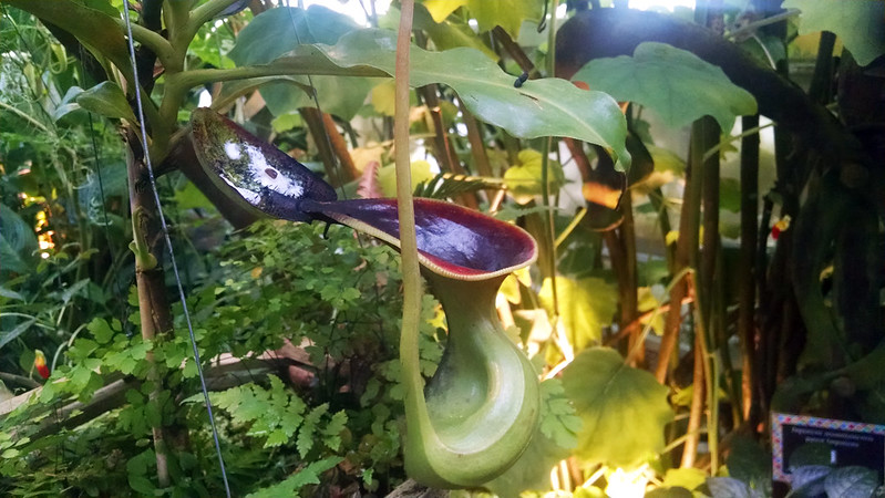 Nepenthes lowii at the Conservatory of Flowers.