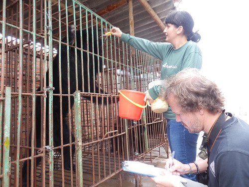 The vet team catalogue the terrible state of the bears on the farm, November 2014