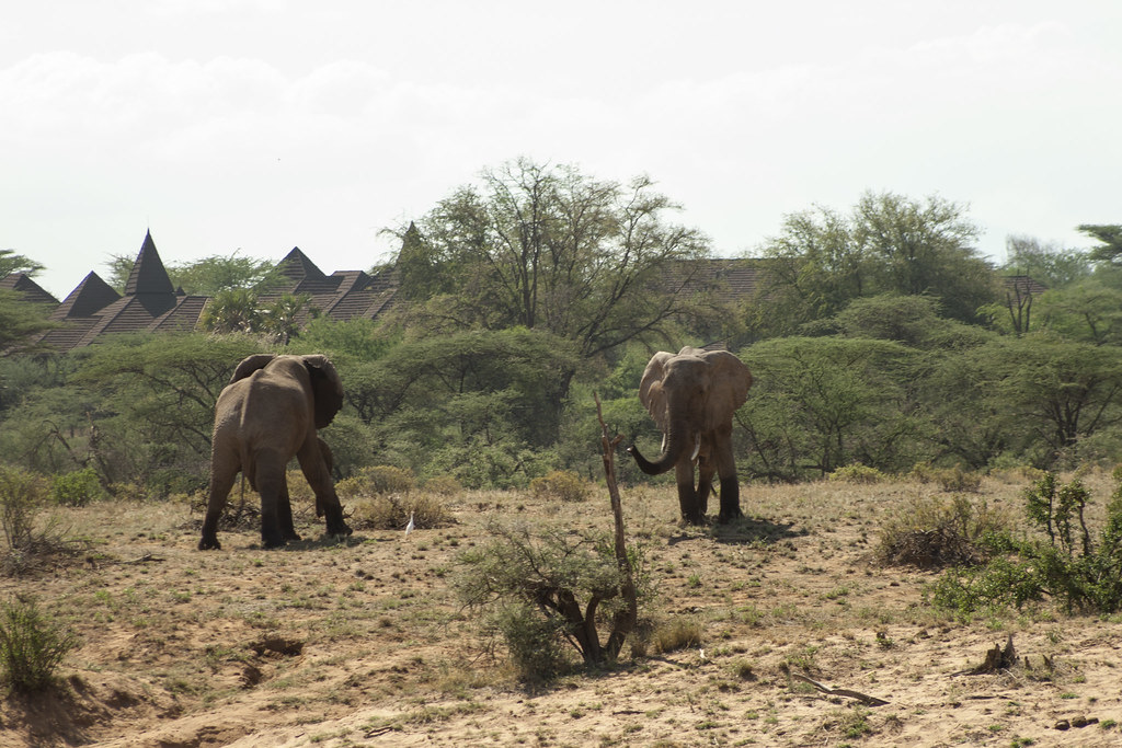 MEMORIAS DE KENIA 14 días de Safari - Blogs de Kenia - SAMBURU II (7)