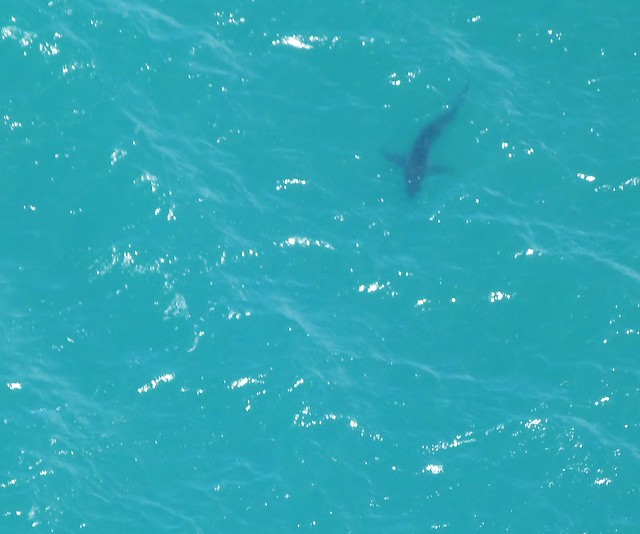 Silueta de tiburón blanco en las aguas de Gansbaai en la Costa de las balllenas (Sudáfrica)