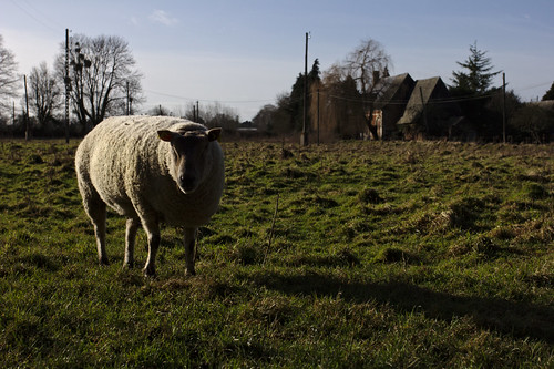 sheep moutons schafe