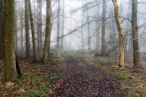 light mist fog woods mood sony broadway cotswolds worcestershire a6000 jactoll