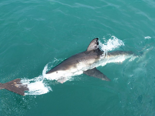 Tiburón blanco en Gansbaai (Sudáfrica)