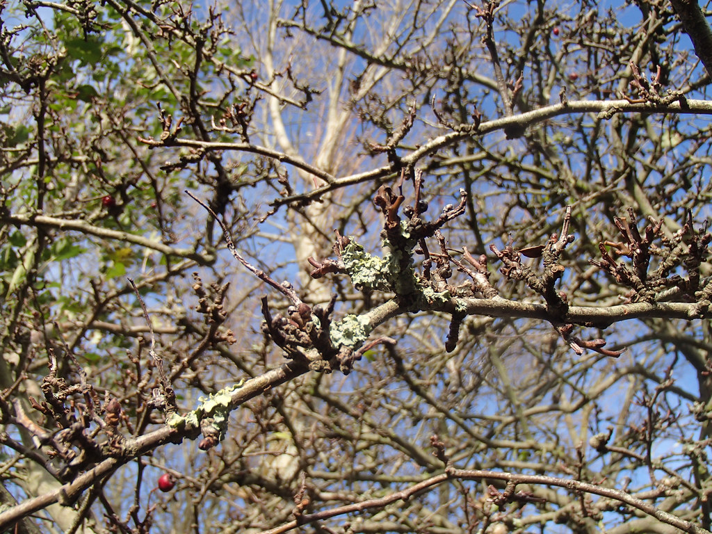 lichen-on-hawthorn