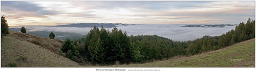 california fog redwood santacruzmountains vistapoint sequoiasempervirens sanlorenzovalley