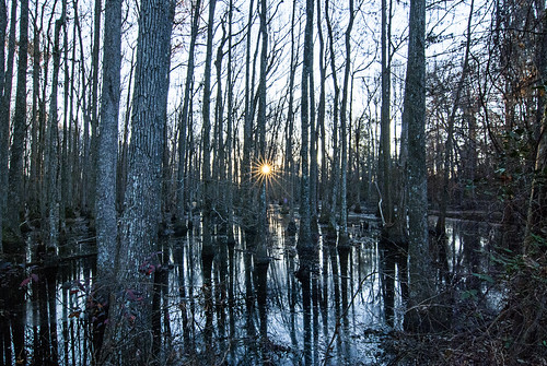 trees nature water sunrise landscape nikon d60