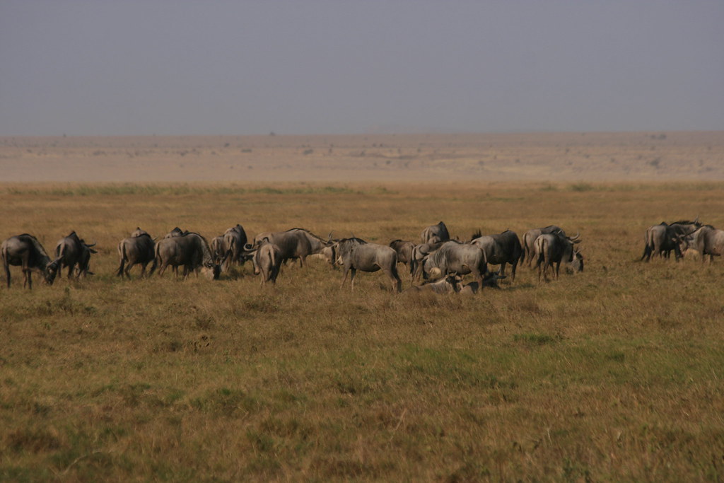 MEMORIAS DE KENIA 14 días de Safari - Blogs de Kenia - AMBOSELI I (19)
