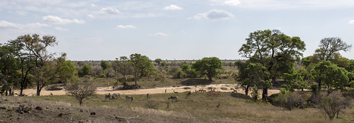 southafrica zebra giraffe impala krugernationalpark mpumalanga krugerpark kruger plainszebra burchellszebra impalaherd