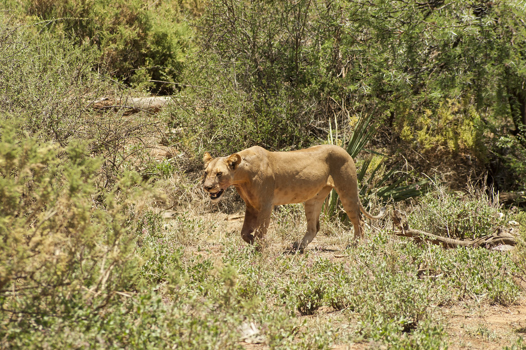 MEMORIAS DE KENIA 14 días de Safari - Blogs de Kenia - SAMBURU II (25)