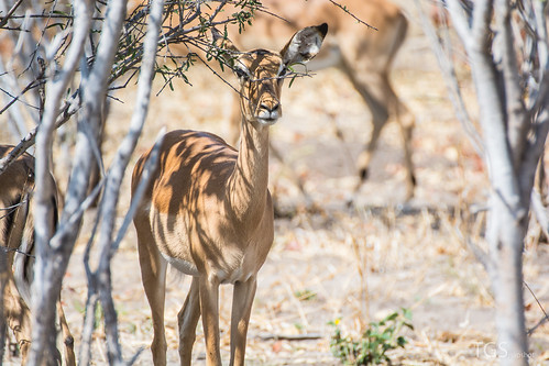 africa nature animal animals photography tiere nikon fotografie wildlife natur safari antelope afrika botswana impala antilope savuti chobenationalpark wildtiere botsuana d7100 tillschröder