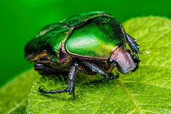 Beetle in November Series 1-1
