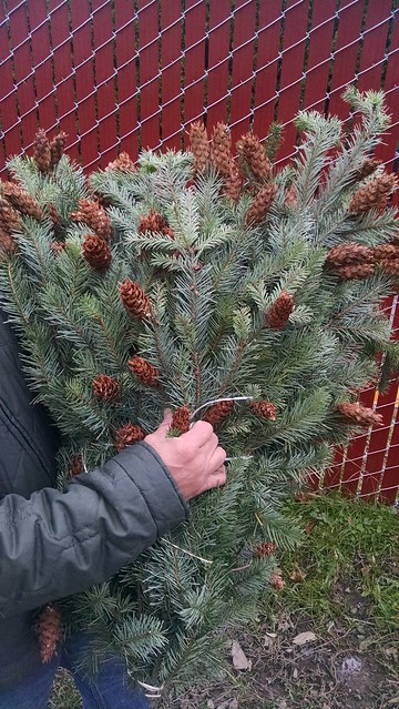 douglas fir boughs with cones