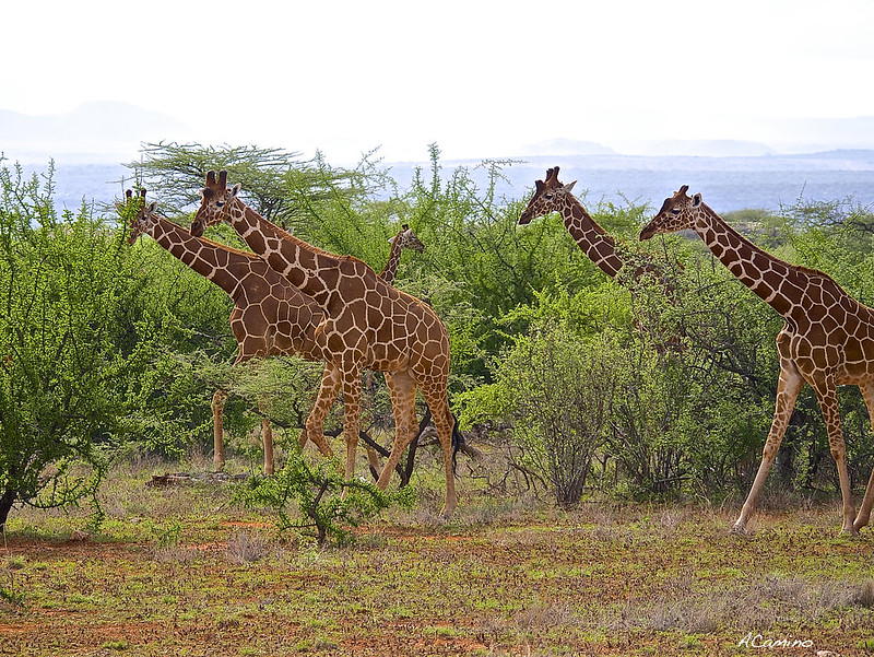Safari en Samburu: Jirafas, Elefantes, Leones, Guepardos y muchísimos pájaros - 12 días de Safari en Kenia: Jambo bwana (72)