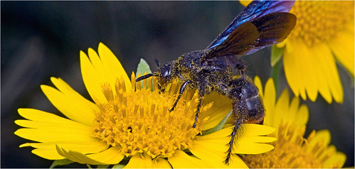 macro newcastle wasp anamorphic cinemascope pollinator isco youngcounty iscorama anamorphicmacro iscoramamacro macrocinemascope anamorphiccloseup iscoramacloseup