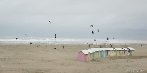 dog mer playa kitesurf plage nord berck