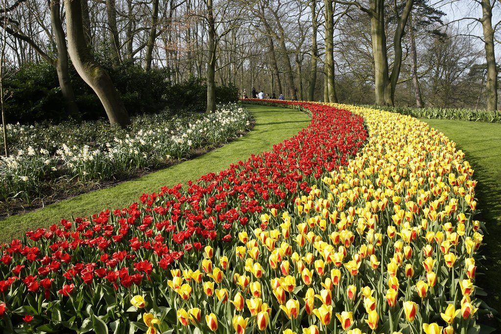 Keukenhof, is one of the world's largest flower gardens