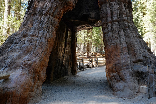 california giant fuji grove yosemite fujifilm redwood mariposa sequoia xt1