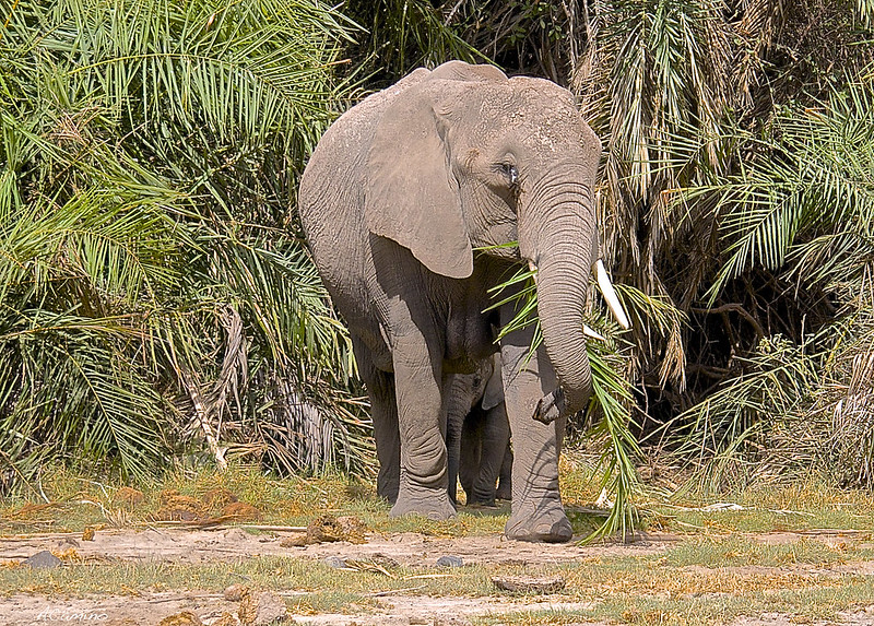 12 días de Safari en Kenia: Jambo bwana - Blogs de Kenia - Amboseli: Buscando la foto del elefante a los pies del Kilimanjaro (9)