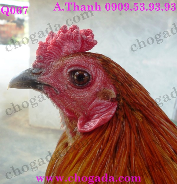 Bán gà nòi, gà tre đá tết 2015 - giá cạnh tranh 15790137279_d9e7d3a7dd_o