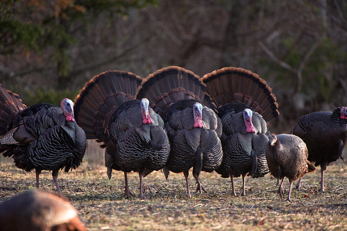 The Eastern wild turkey (Meleagris gallopavo silvestris), is found in 38 states and is the most widely distributed, abundant and hunted turkeys of the five subspecies found in the United States, according to the National Wild Turkey Federation. (Courtesy National Wild Turkey Federation)