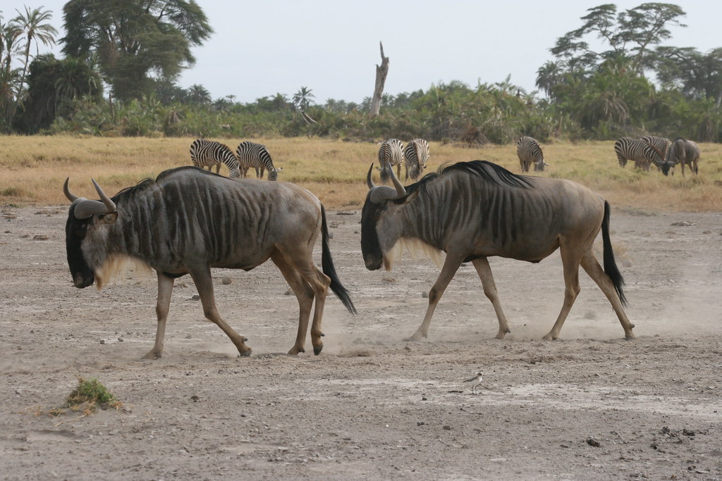 AMBOSELI II - MEMORIAS DE KENIA 14 días de Safari (25)