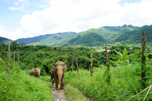 thailand chiangmai elephants elephantnaturepark