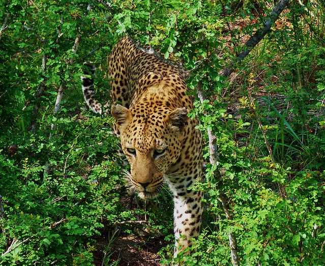 Leopardo en el Parque Nacional Kruger de Sudáfrica