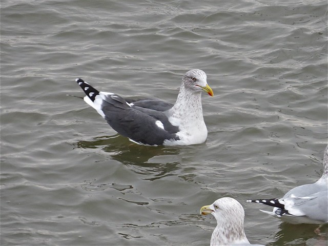 Lesser Black-backed Gull with Herring Gull at Peoria Lake in Peoria County, IL