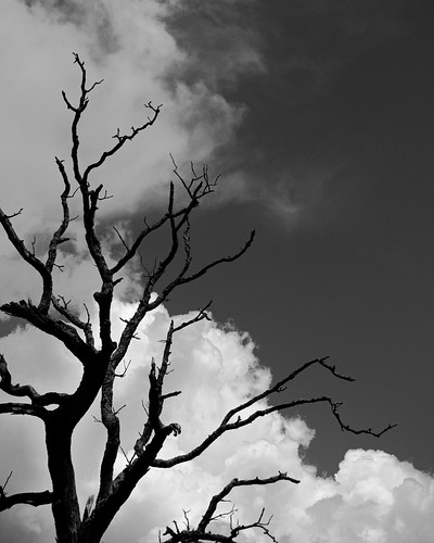 osagecounty oklahoma deadtree barebranches clouds sky