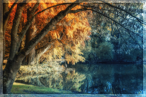 november autumn sea tree nature water landscape see wasser herbst natur teich baden landschaft reflexion bäume spiegelung schwetzingen 2014 württemberg schlossparkschwetzingen nikkor2470f28 nikond7000 freddersenff fredjust