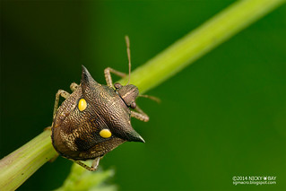 Stink bug (Eysarcoris guttiger) - DSC_9180
