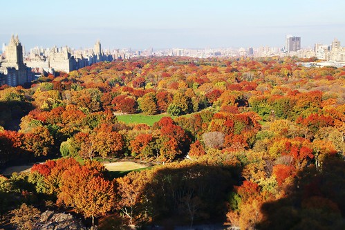 newyork fall rooftop beautiful view centralpark differentcolor