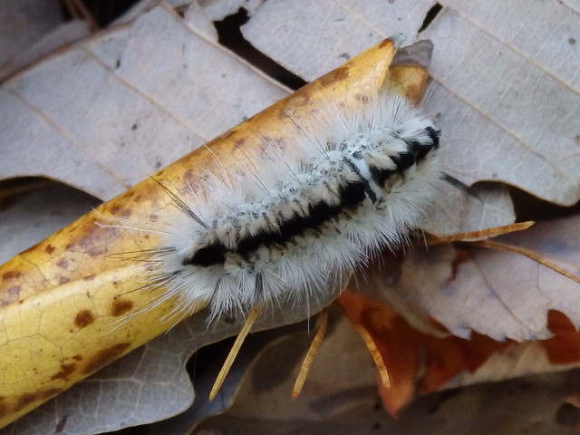 hickory tussock moth caterpillar larvae Lophocampa caryae Linville Gorge