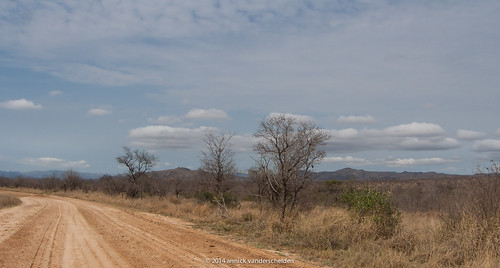 Kruger landscape