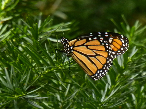 monarch 3