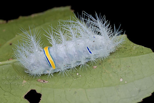 Limacodid caterpillar IMG_1434 copy