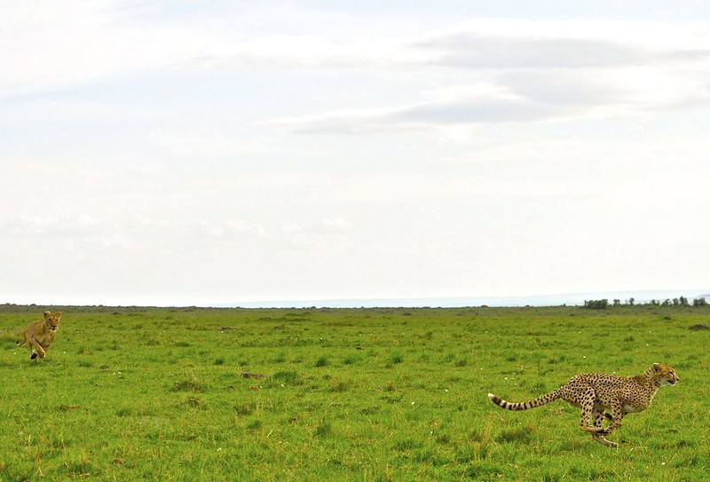 Gran dia en el M.Mara viendo cazar a los guepardos - 12 días de Safari en Kenia: Jambo bwana (57)