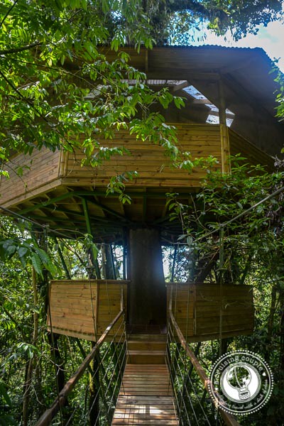 Treehouse in the Jungle