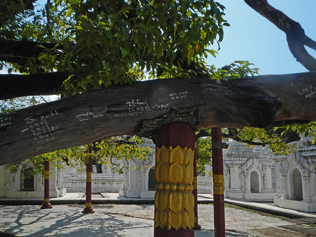 Starflower Tree at Kuthodaw Pagoda in Mandalay