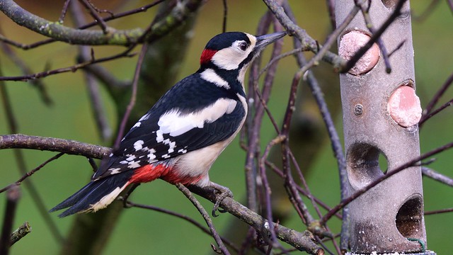 Great Spotted Woodpecker (adult male)
