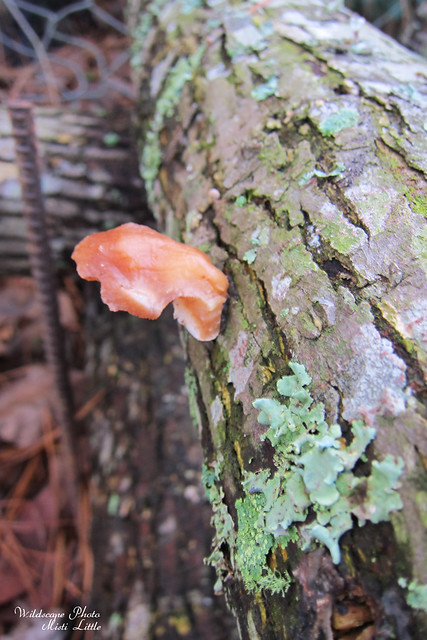 mushroomslog3