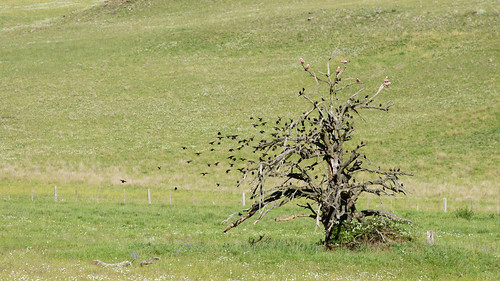 tree birds landscape travels nikon country flight australia nsw newsouthwales lonetree falconer 2014 guyra landscapephotography d800e nikond800e 70300mmf4556gvrii wardsmistake jasonbruth