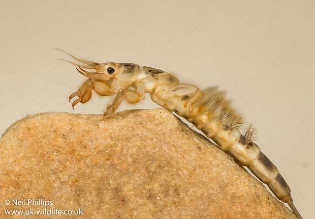 Ephemera danica mayfly larva-16
