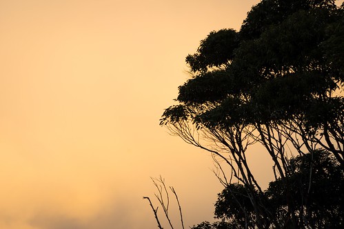 trees sunset kioloa merrybeach da55300 pentaxk3