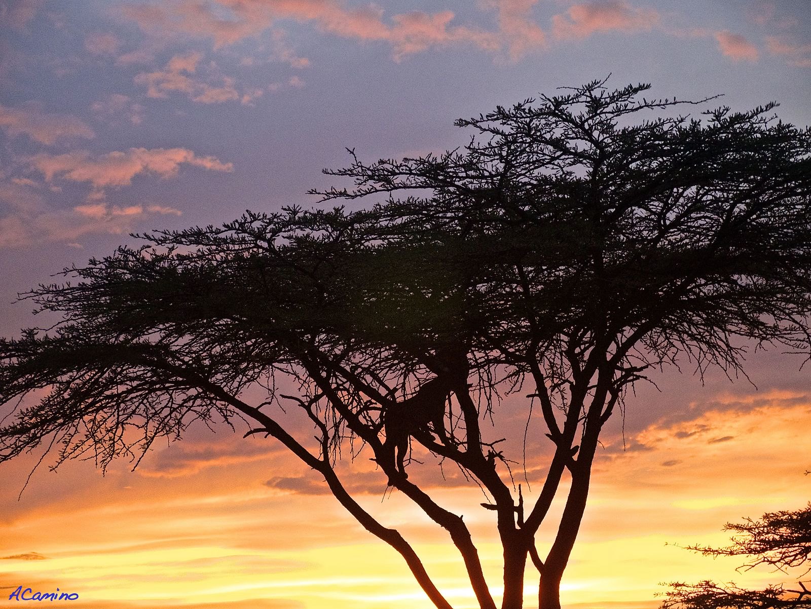 2º safari en el Mara: Hipos, Leones, Leopardos, hienas, jirafas, puesta de sol - 12 días de Safari en Kenia: Jambo bwana (36)