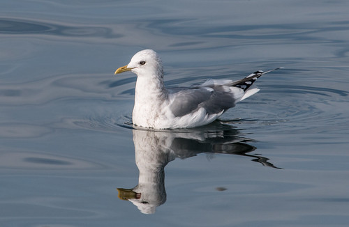 Mew Gull