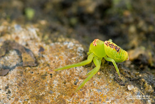 Crab spider (Alcimochthes sp.) - DSC_9850