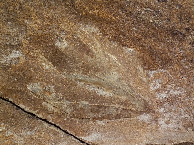 Fossil at Dinosaur Provincial Park - Alberta, Canada